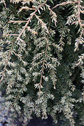 Gentsch White Hemlock (Tsuga canadensis 'Gentsch White') at Make It Green Garden Centre