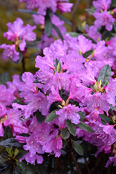 P.J.M. Checkmate Rhododendron (Rhododendron 'P.J.M. Checkmate') at Make It Green Garden Centre