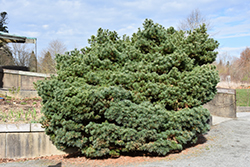 Blue Shag White Pine (Pinus strobus 'Blue Shag') at Make It Green Garden Centre