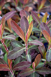 Purple Wood Spurge (Euphorbia amygdaloides 'Purpurea') at Make It Green Garden Centre