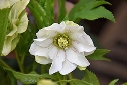 Vavavoom White Hellebore (Helleborus 'Vavavoom White') at Make It Green Garden Centre