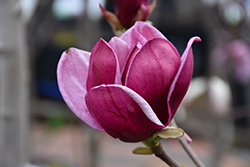 Genie Magnolia (Magnolia 'Genie') at Make It Green Garden Centre