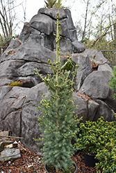 North Pole White Spruce (Picea glauca 'North Pole') at Make It Green Garden Centre