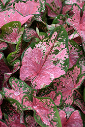 Pink Beauty Caladium (Caladium 'Pink Beauty') at Make It Green Garden Centre