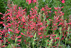 Kudos Red Hyssop (Agastache 'Kudos Red') at Make It Green Garden Centre