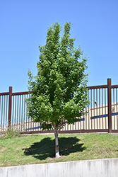 Highland Park Bigtooth Maple (Acer grandidentatum 'Hipazam') at Lurvey Garden Center