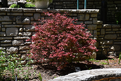 Shaina Japanese Maple (Acer palmatum 'Shaina') at Make It Green Garden Centre