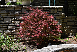 Shaina Japanese Maple (Acer palmatum 'Shaina') at Lurvey Garden Center