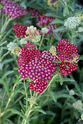 New Vintage Red Yarrow (Achillea millefolium 'Balvinred') at Make It Green Garden Centre