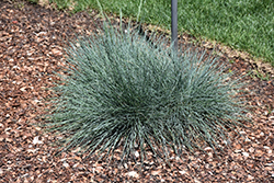 Cool As Ice Blue Fescue (Festuca glauca 'Cool As Ice') at Make It Green Garden Centre