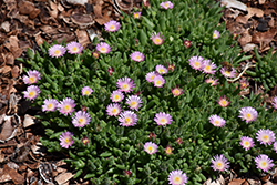 Jewel Of Desert Rosequartz Ice Plant (Delosperma 'Jewel Of Desert Rosequartz') at Make It Green Garden Centre
