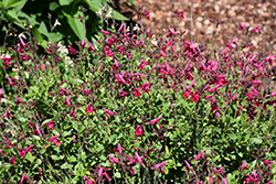 Mirage Neon Rose Autumn Sage (Salvia greggii 'Balmirnose') at Make It Green Garden Centre