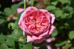 Boscobel Rose (Rosa 'Boscobel') at Make It Green Garden Centre