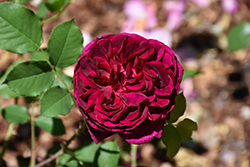 Munstead Rose (Rosa 'Ausbernard') at Make It Green Garden Centre