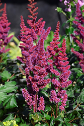 Visions in Red Chinese Astilbe (Astilbe chinensis 'Visions in Red') at Make It Green Garden Centre