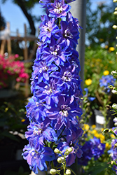 Guardian Blue Larkspur (Delphinium 'Guardian Blue') at Make It Green Garden Centre