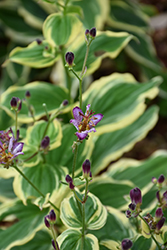 Samurai Toad Lily (Tricyrtis formosana 'Samurai') at Make It Green Garden Centre