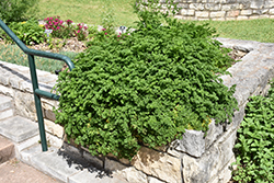 Parsley (Petroselinum crispum) at Make It Green Garden Centre