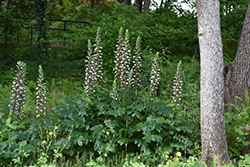 Bear's Breeches (Acanthus mollis) at Make It Green Garden Centre