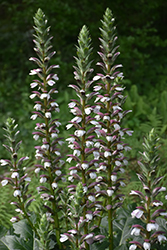 Bear's Breeches (Acanthus mollis) at Make It Green Garden Centre