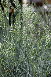 Cool As Ice Blue Fescue (Festuca glauca 'Cool As Ice') at Make It Green Garden Centre