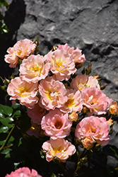 Peach Drift Rose (Rosa 'Meiggili') at Make It Green Garden Centre