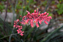 Red Yucca (Hesperaloe parviflora) at Make It Green Garden Centre