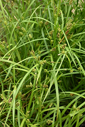 Creek Sedge (Carex amphibola) at Make It Green Garden Centre
