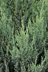 Blue Point Juniper (Juniperus chinensis 'Blue Point') at Make It Green Garden Centre