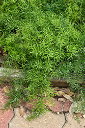 Sprengeri Asparagus Fern (Asparagus densiflorus 'Sprengeri') at Make It Green Garden Centre