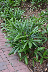 Lady Palm (Rhapis excelsa) at Make It Green Garden Centre