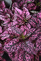 Splash Select Pink Polka Dot Plant (Hypoestes phyllostachya 'Splash Select Pink') at Make It Green Garden Centre