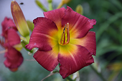 Earlybird Cardinal Daylily (Hemerocallis 'Endless Heart') at Make It Green Garden Centre