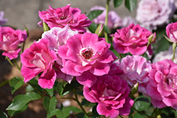 Brilliant Pink Iceberg Rose (Rosa 'Brilliant Pink Iceberg') at Make It Green Garden Centre