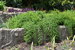 Sprengeri Asparagus Fern (Asparagus densiflorus 'Sprengeri') at Make It Green Garden Centre