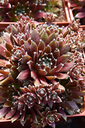 Chick Charms Cinnamon Starburst Hens And Chicks (Sempervivum 'Cinnamon Starburst') at Make It Green Garden Centre