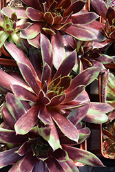 Chick Charms Cranberry Cocktail Hens And Chicks (Sempervivum 'Cranberry Cocktail') at Make It Green Garden Centre