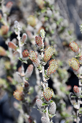 Iceberg Alley Sageleaf Willow (Salix candida 'Jefberg') at Make It Green Garden Centre