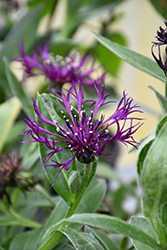 Amethyst Dream Cornflower (Centaurea montana 'Amethyst Dream') at Make It Green Garden Centre