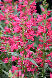 Riding Hood Red Beard Tongue (Penstemon barbatus 'Riding Hood Red') at Make It Green Garden Centre