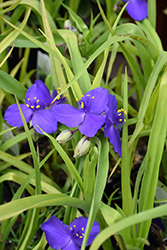 Blue And Gold Spiderwort (Tradescantia x andersoniana 'Blue And Gold') at Make It Green Garden Centre