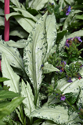 Silver Bouquet Lungwort (Pulmonaria 'Silver Bouquet') at Make It Green Garden Centre
