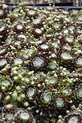 Cobweb Buttons Hens And Chicks (Sempervivum arachnoideum 'Cobweb Buttons') at Make It Green Garden Centre