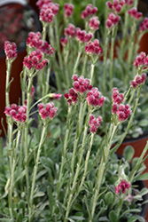 Red Pussytoes (Antennaria dioica 'Rubra') at Make It Green Garden Centre