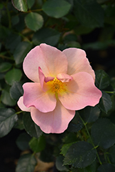 Chinook Rose (Rosa 'VLR001') at Make It Green Garden Centre