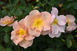 Chinook Rose (Rosa 'VLR001') at Make It Green Garden Centre