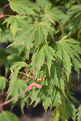 Northern Glow Maple (Acer 'Hasselkus') at Make It Green Garden Centre