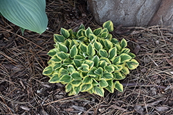 Cameo Hosta (Hosta 'Cameo') at Make It Green Garden Centre