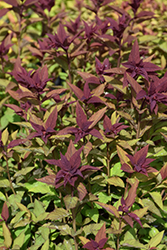 Double Play Doozie Spirea (Spiraea 'NCSX2') at Make It Green Garden Centre