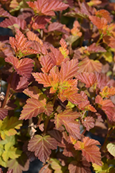 Amber Jubilee Ninebark (Physocarpus opulifolius 'Jefam') at Make It Green Garden Centre